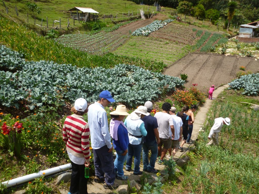 Campos de cultivo en Antioquia