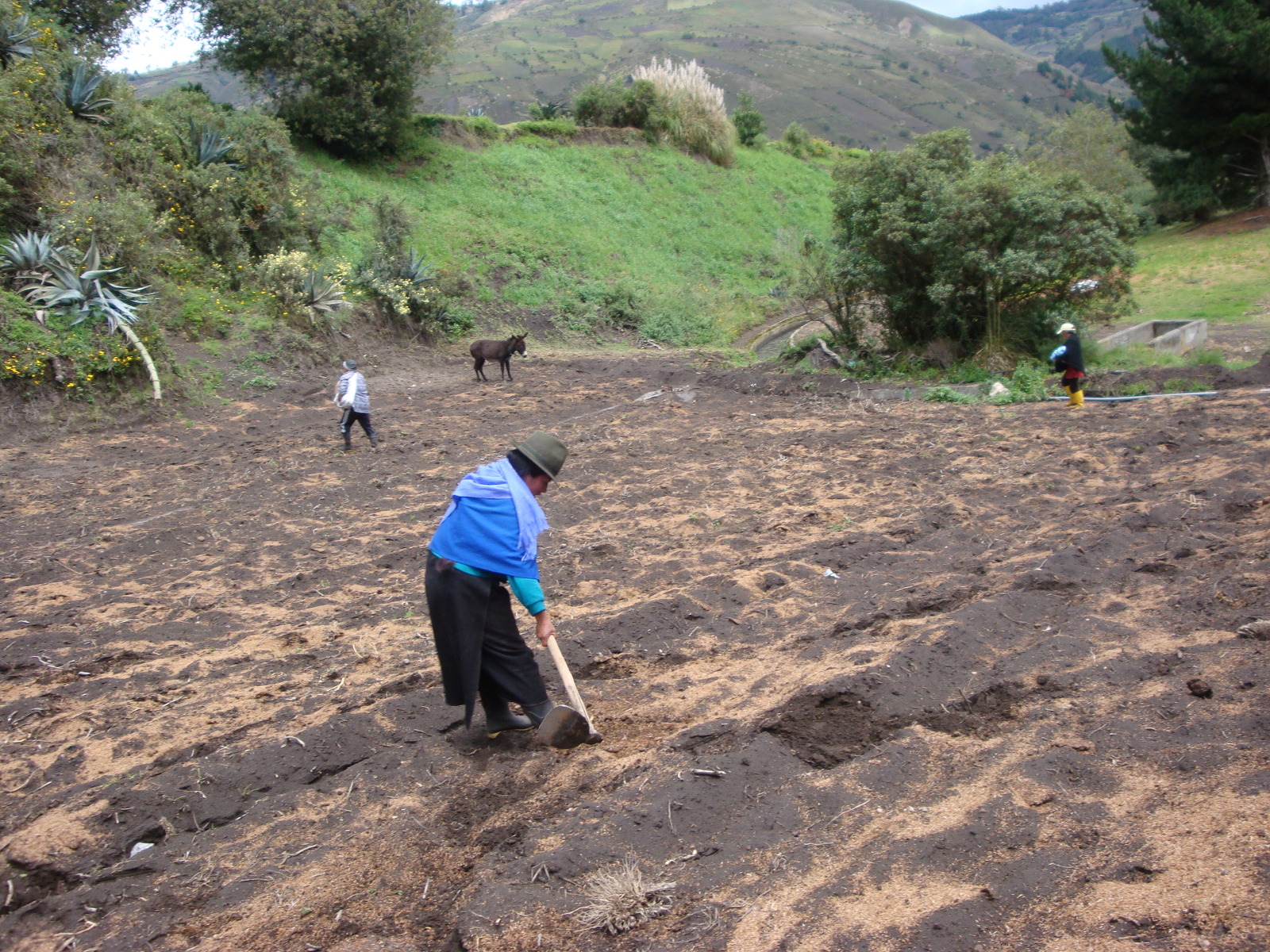 Campesinas siembran pastos en Ecuador