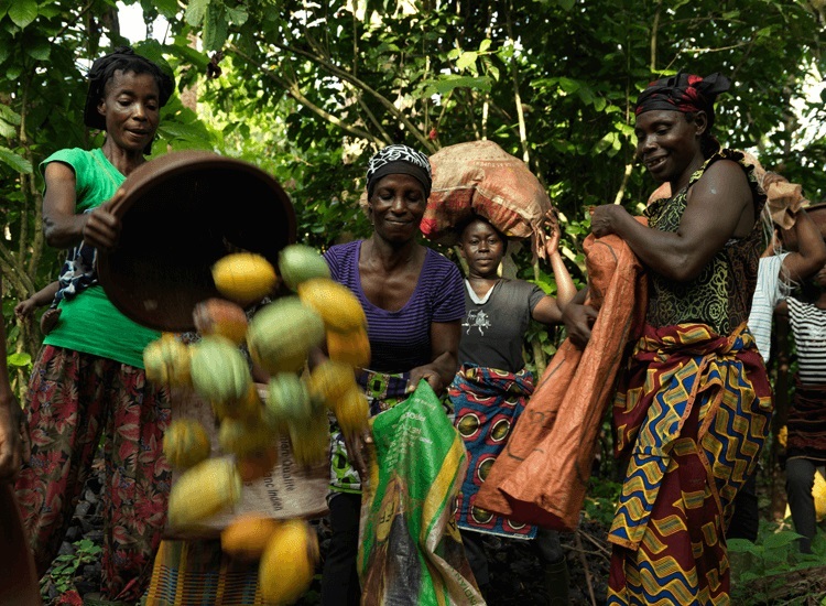 Mujeres africanas cosechando cacao de Comercio Justo